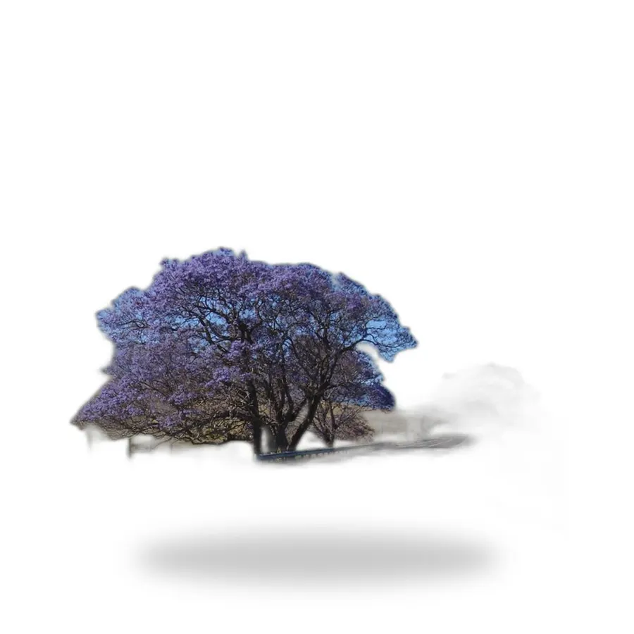 Jacaranda Tree