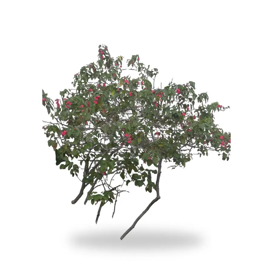 Jatropha Tree