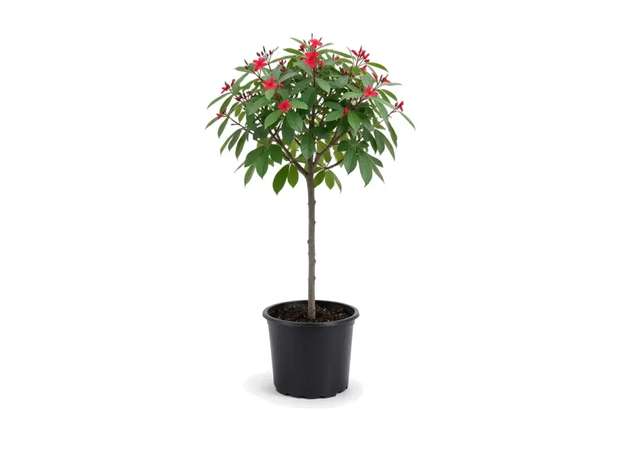 Jatropha Tree