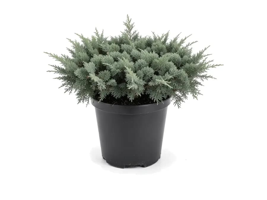 Juniper Parsonii