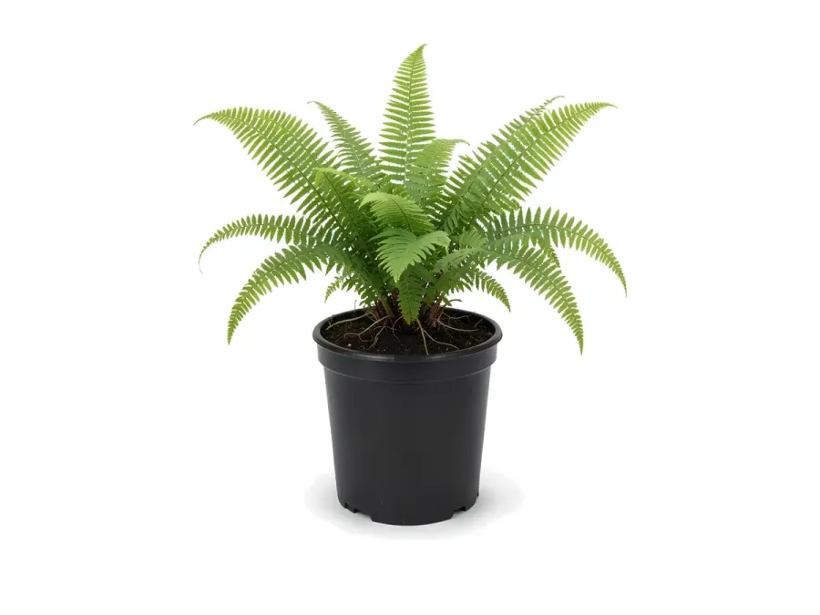 Kimberly Queen Fern