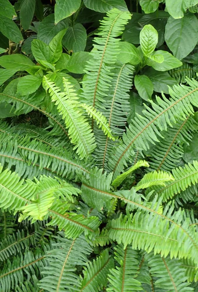 Kimberly Queen Fern