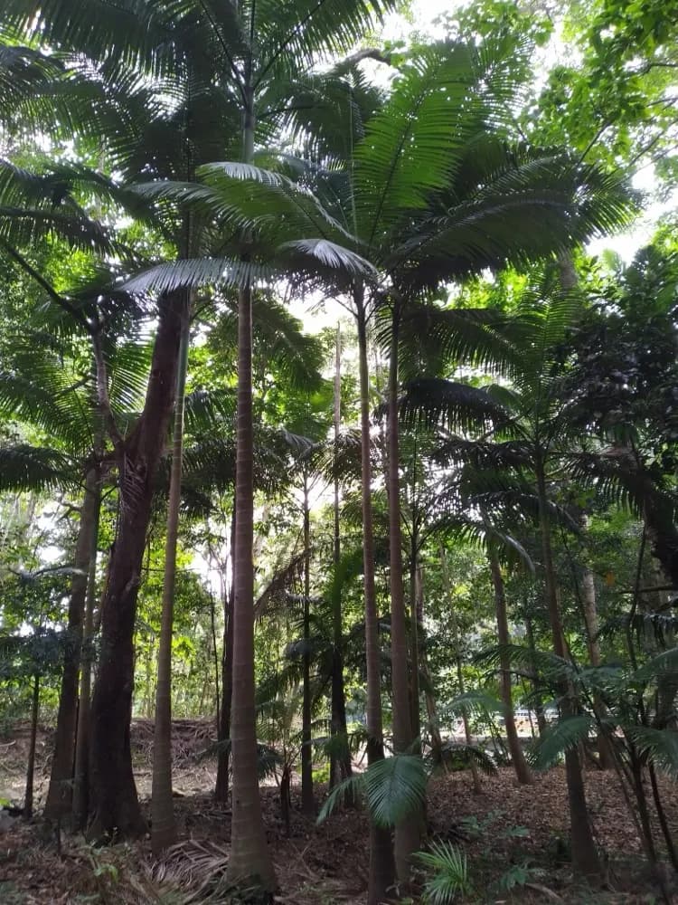 King Alexander Palm