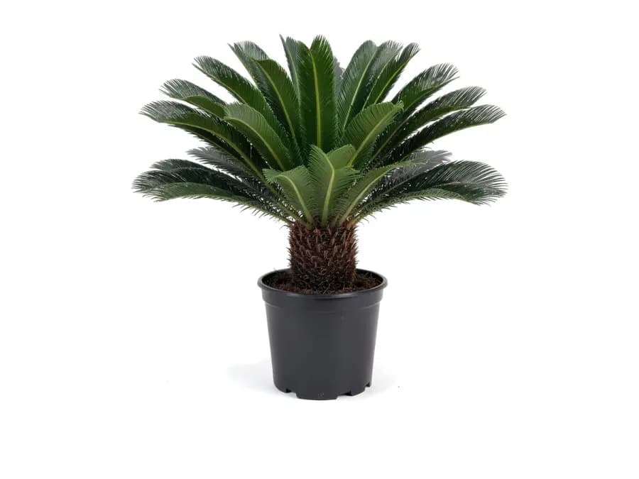 King Sago Palm