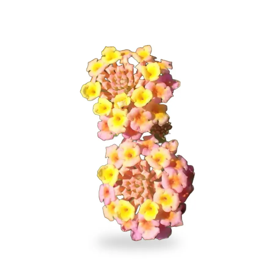 Lantana