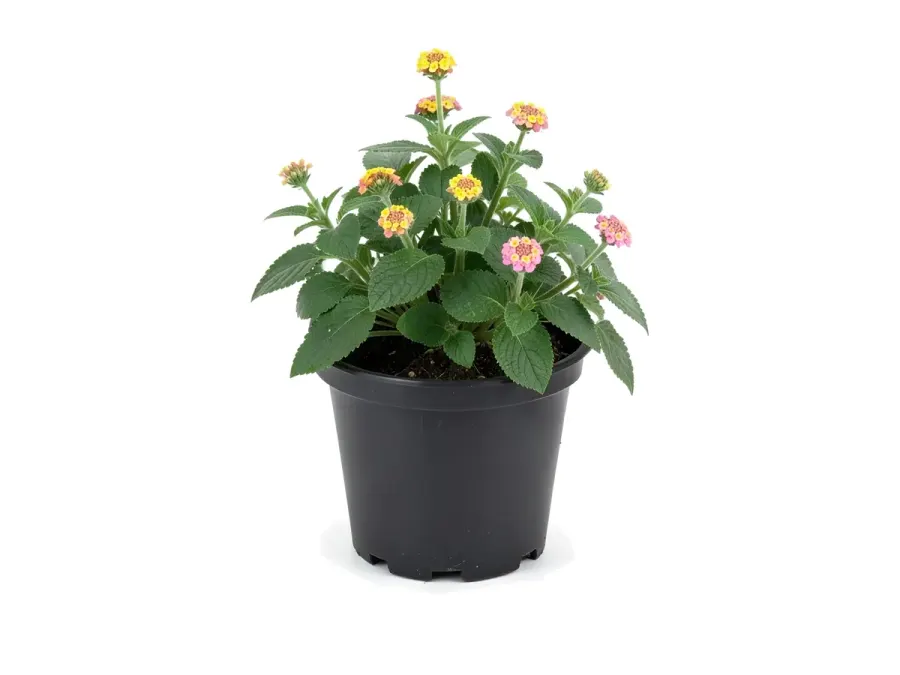 Lantana