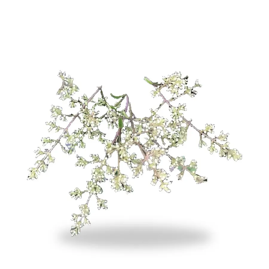 Ligustrum