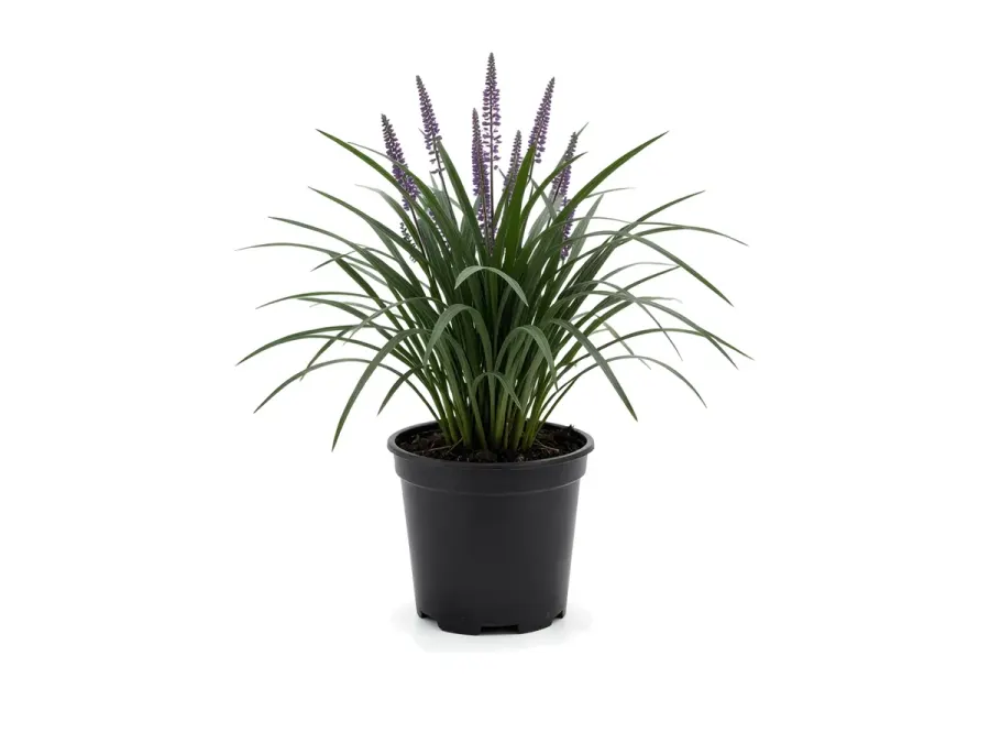 Liriope