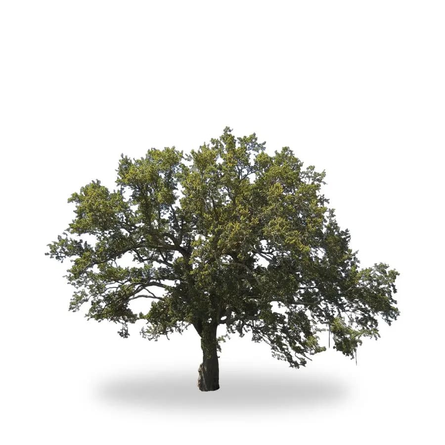 Live Oak Tree