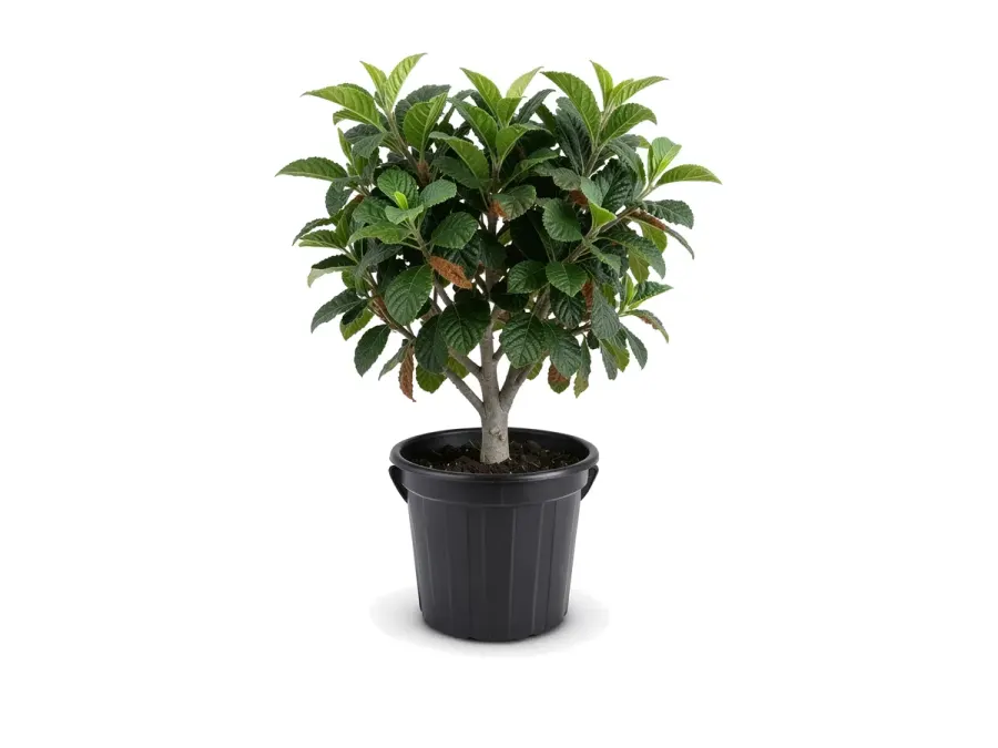 Loquat