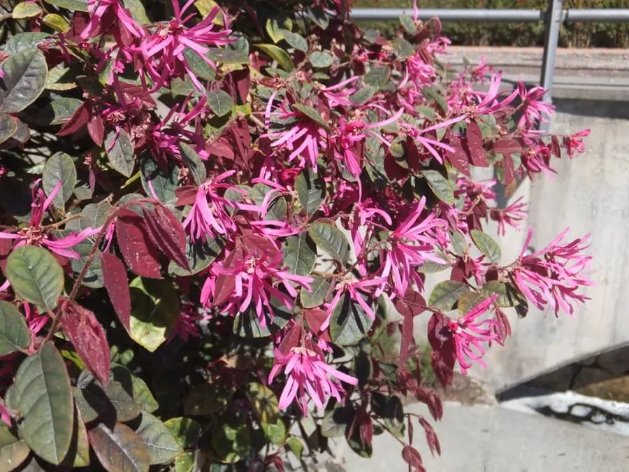 Loropetalum Purple