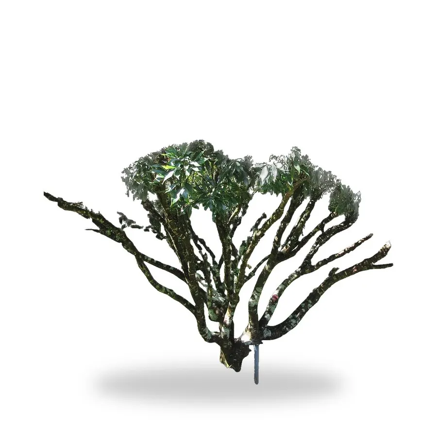 Lychee Tree