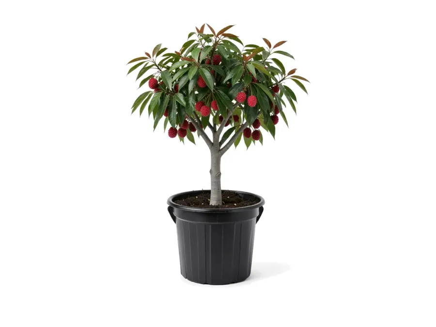 Lychee Tree
