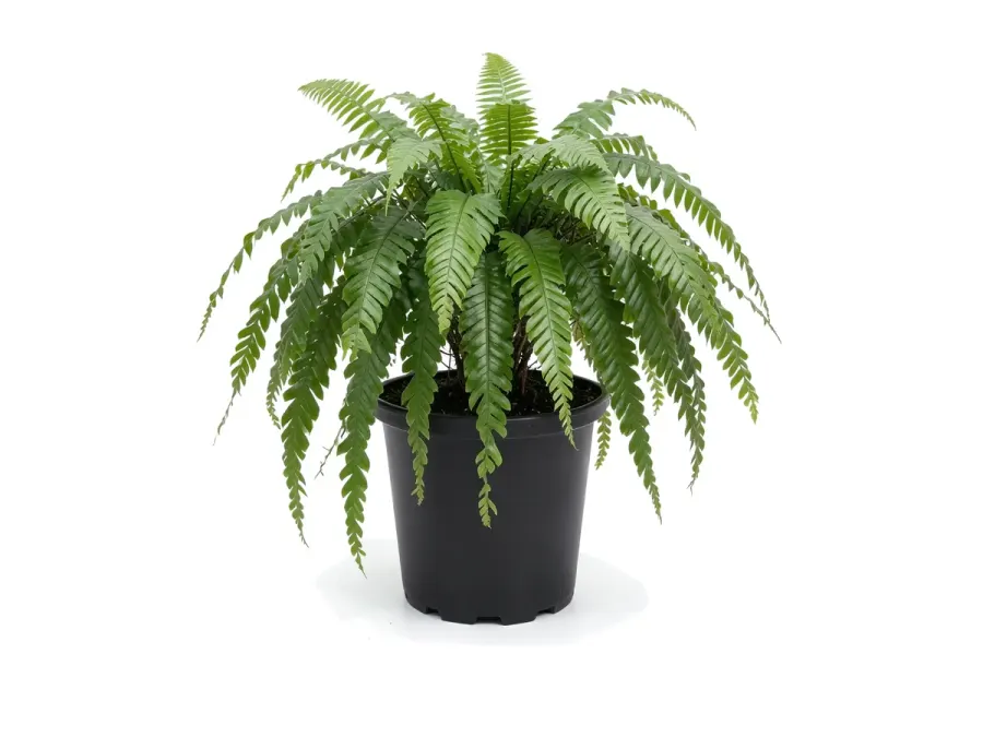 Macho Fern