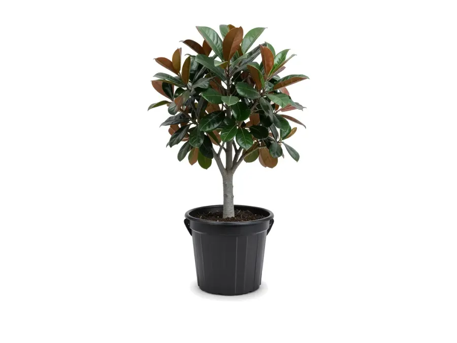 Magnolia Tree