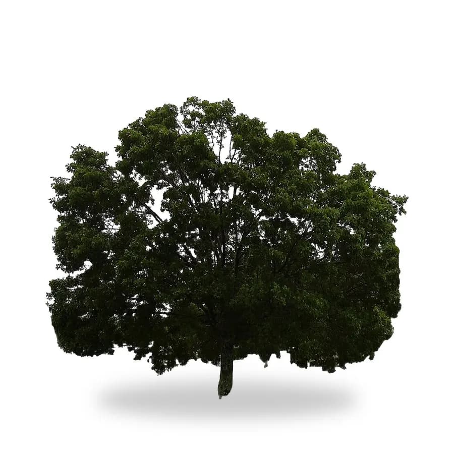 Mahogany Tree