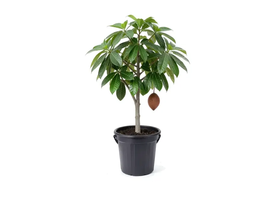 Mamey Sapote
