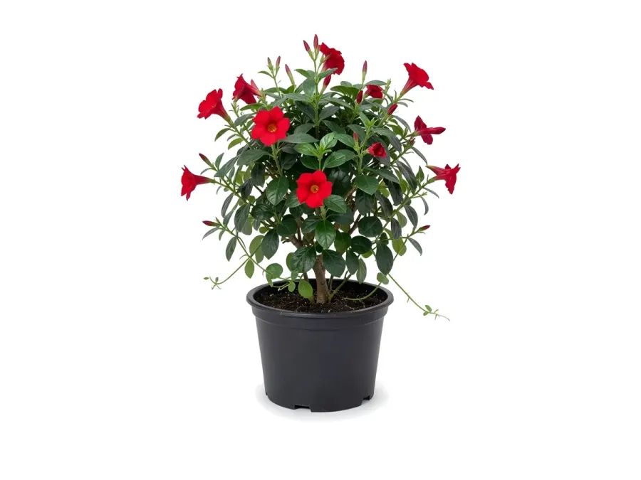 Mandevilla & Dipladenia