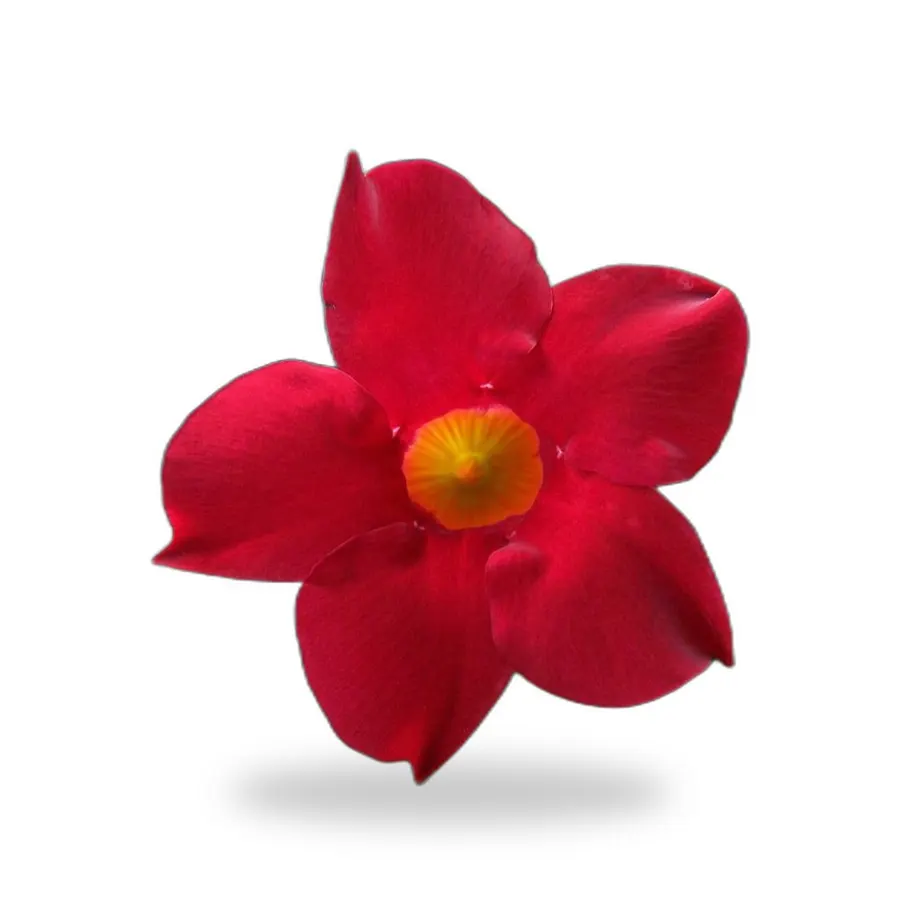 Mandevilla & Dipladenia