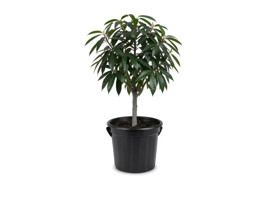 Mango Tree