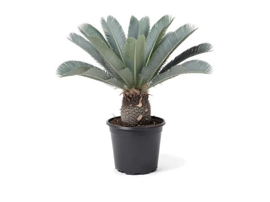 Mexican Fern Palm