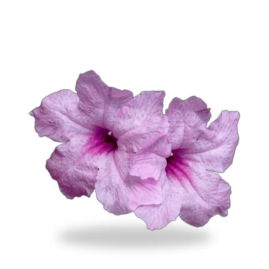 Mexican Petunia (Ruellia)