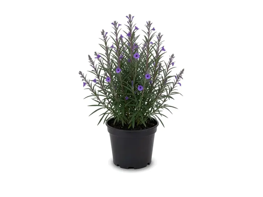 Mexican Petunia (Ruellia)