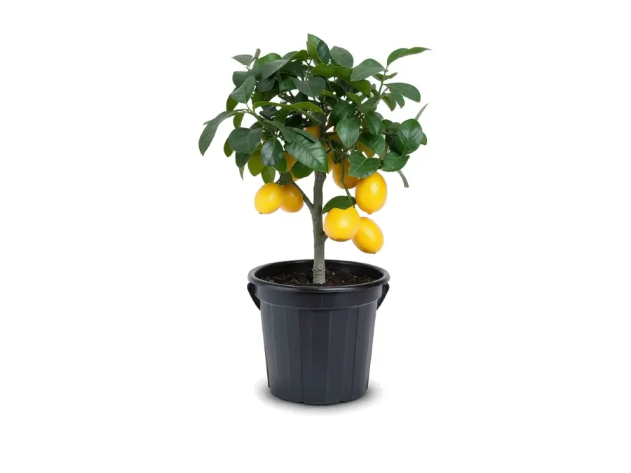 Meyer Lemon Tree