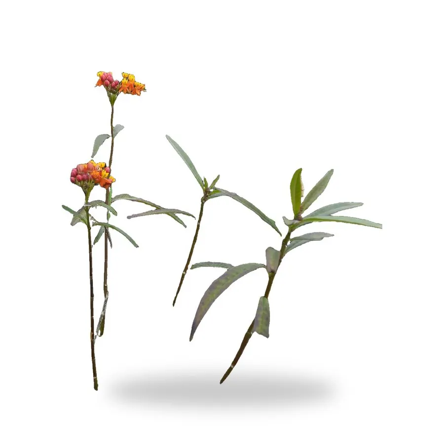 Milkweed