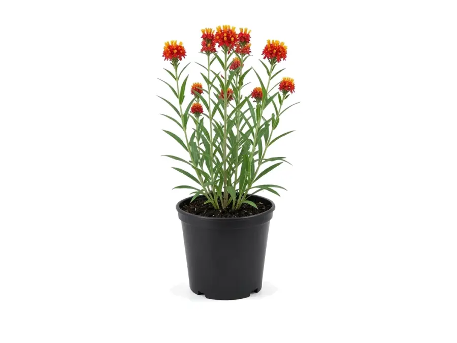 Milkweed