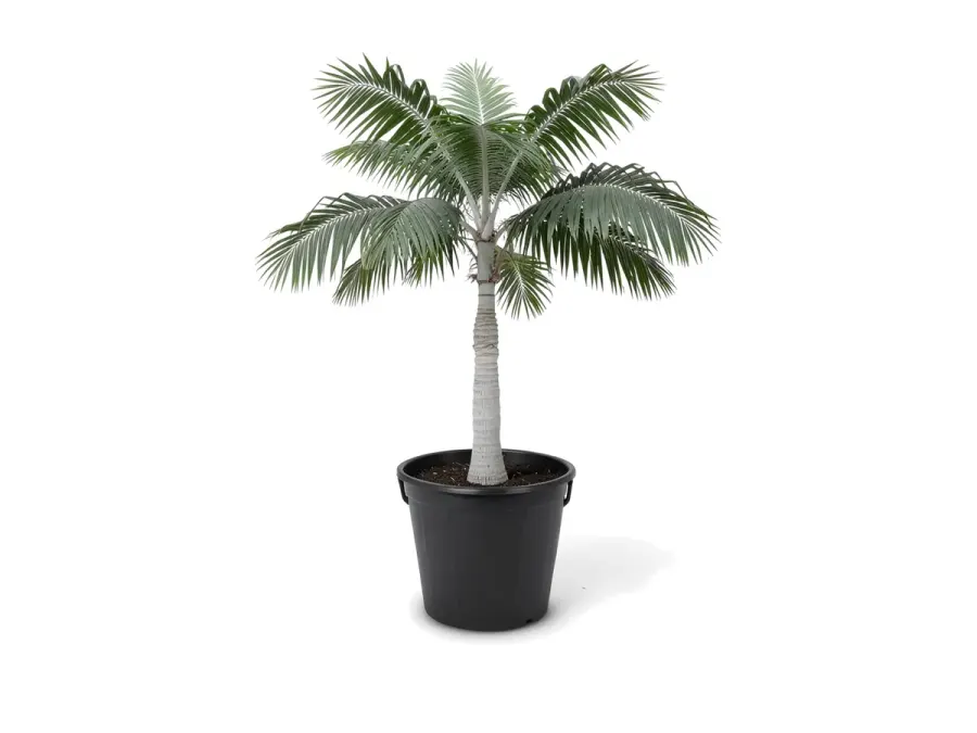 Montgomery Palm