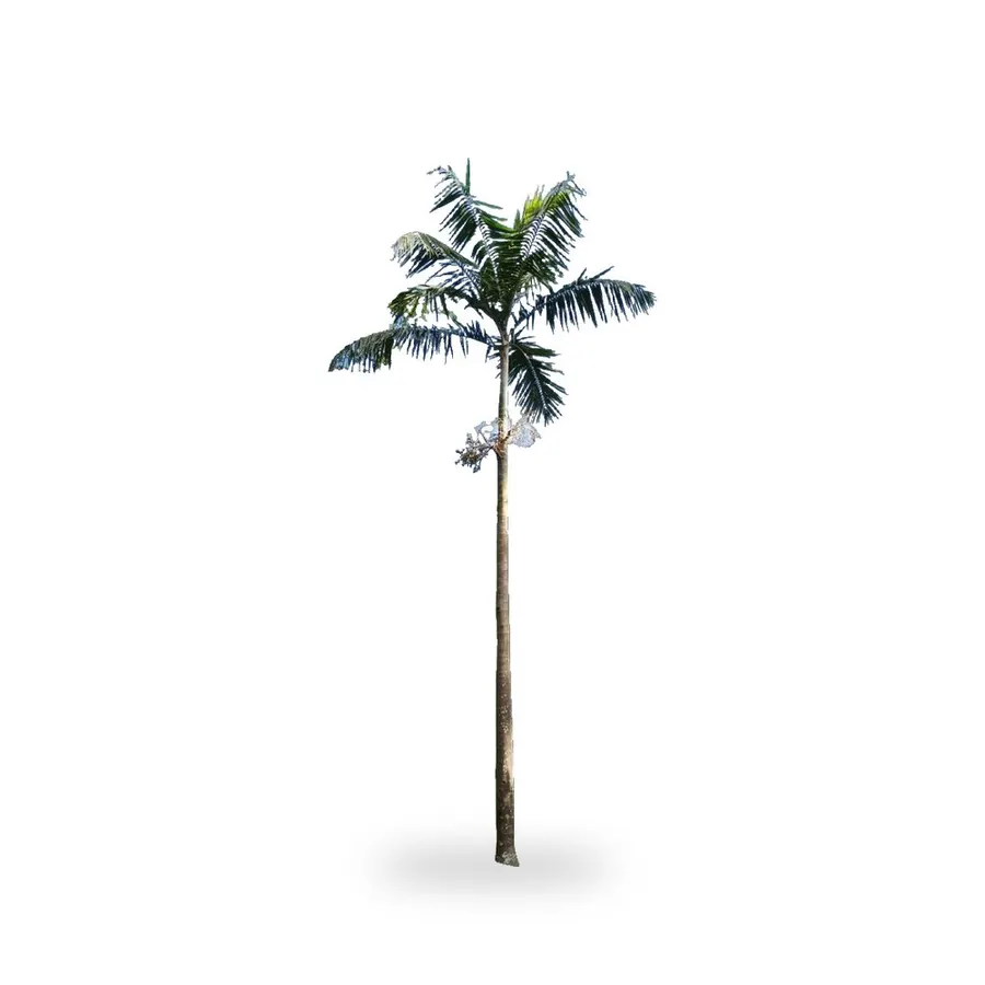Montgomery Palm