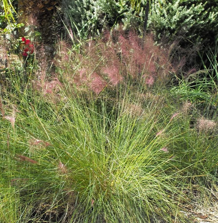 Muhly Grass