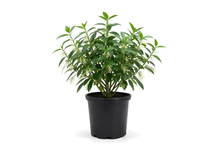 Night Blooming Jasmine
