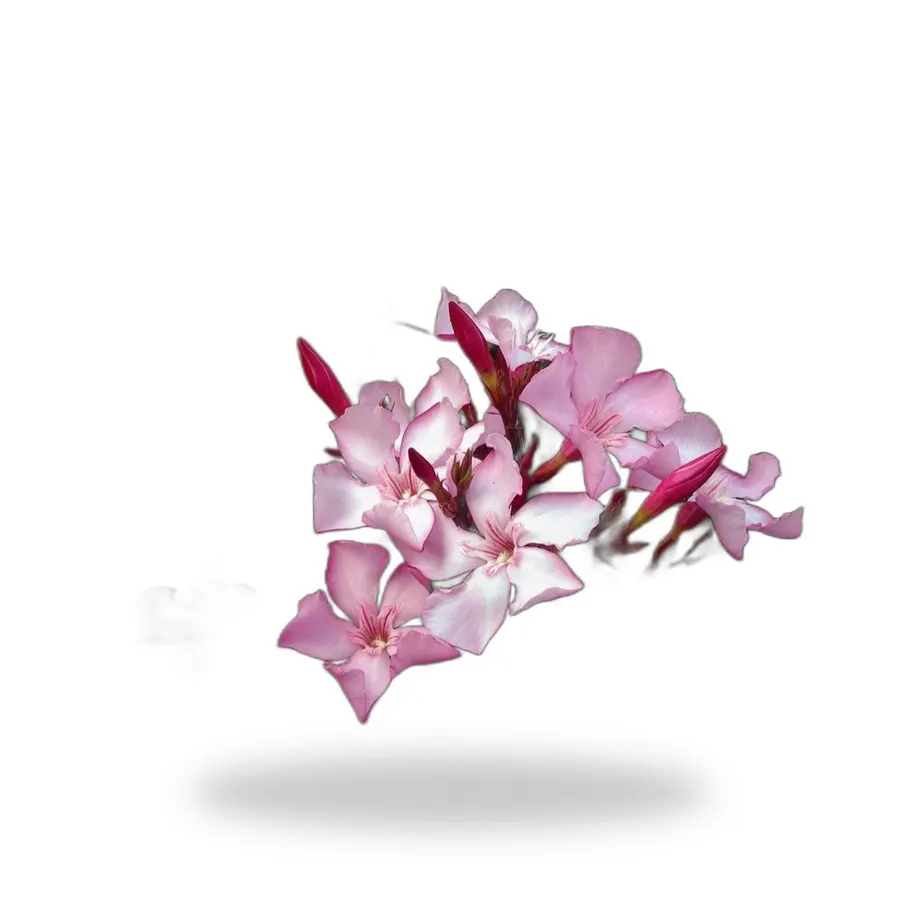 Oleander