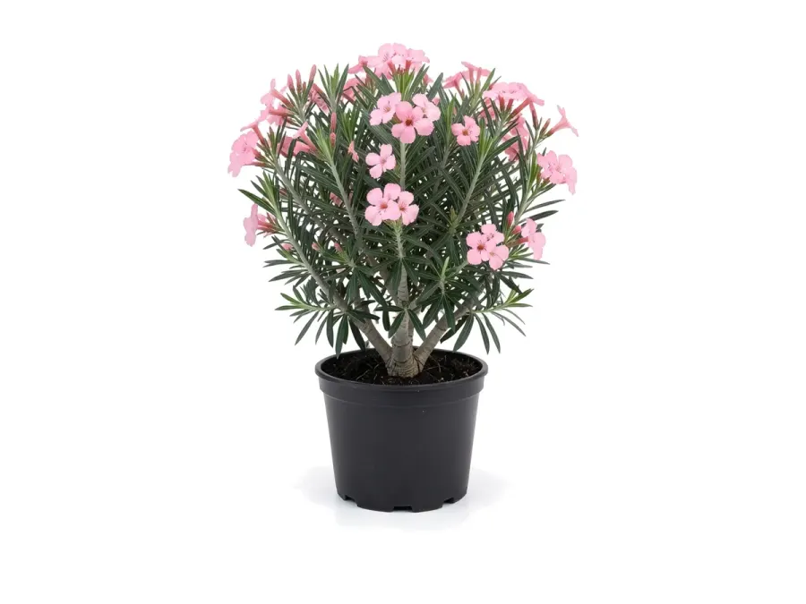 Oleander