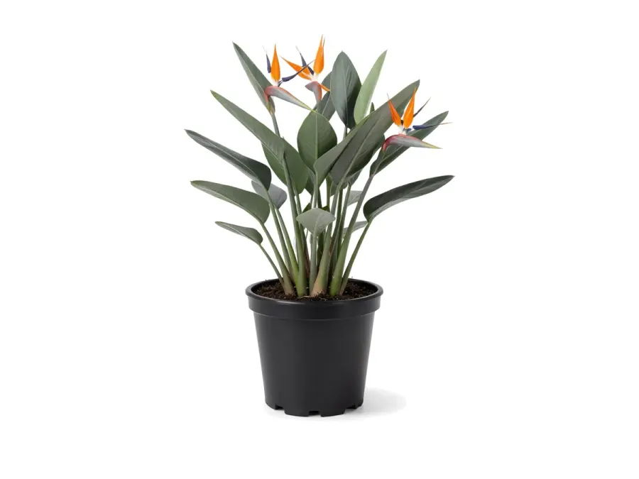 Bird of Paradise