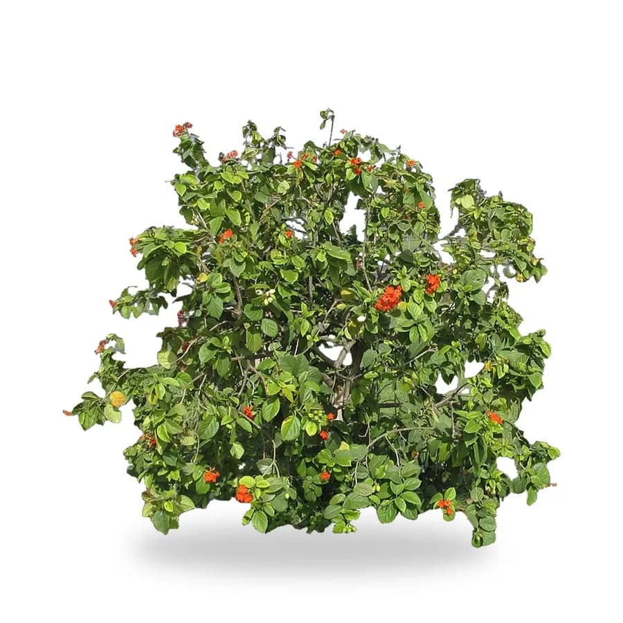 Orange Geiger Tree