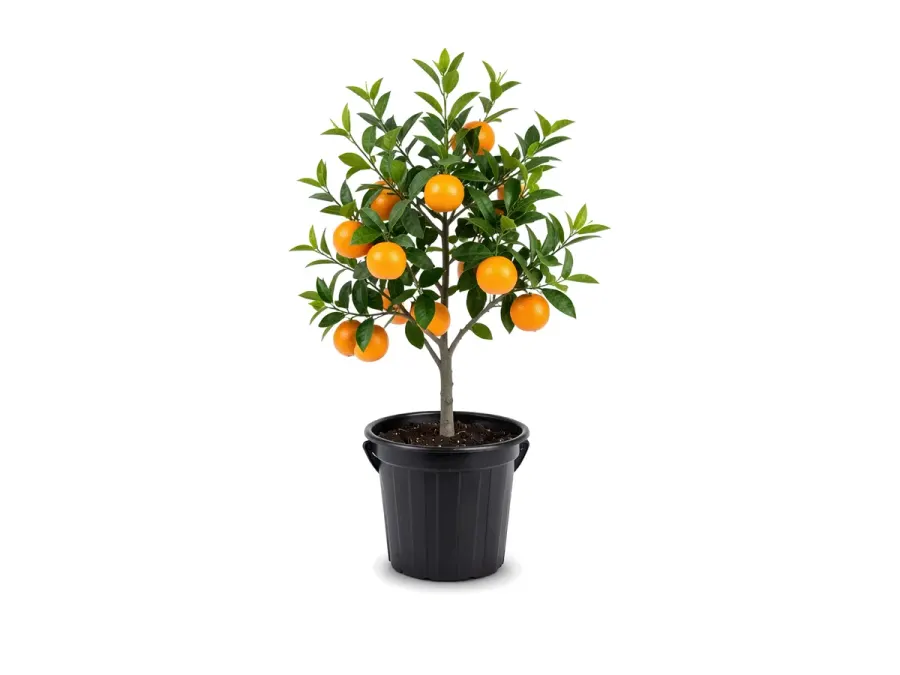 Orange Tree