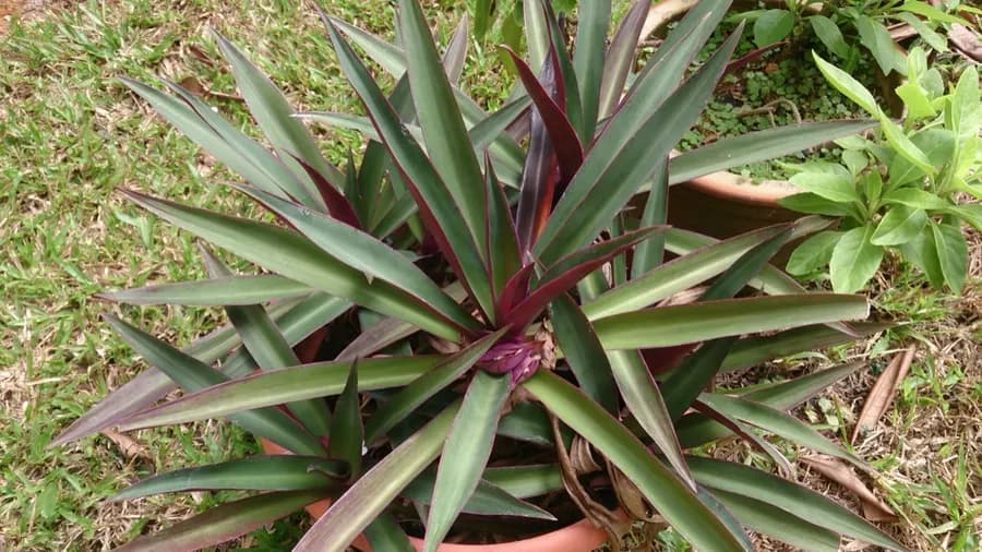 Oyster Plant (Moses-in-the-Cradle)