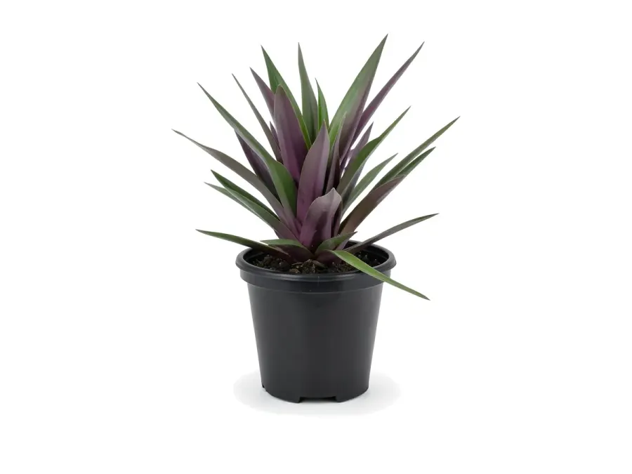 Oyster Plant (Moses-in-the-Cradle)