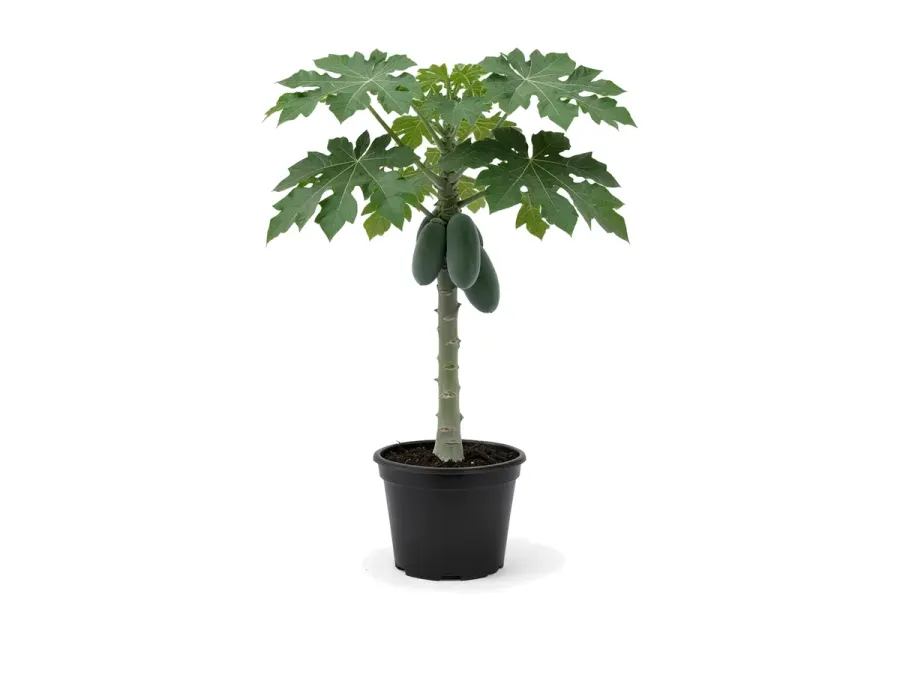 Papaya