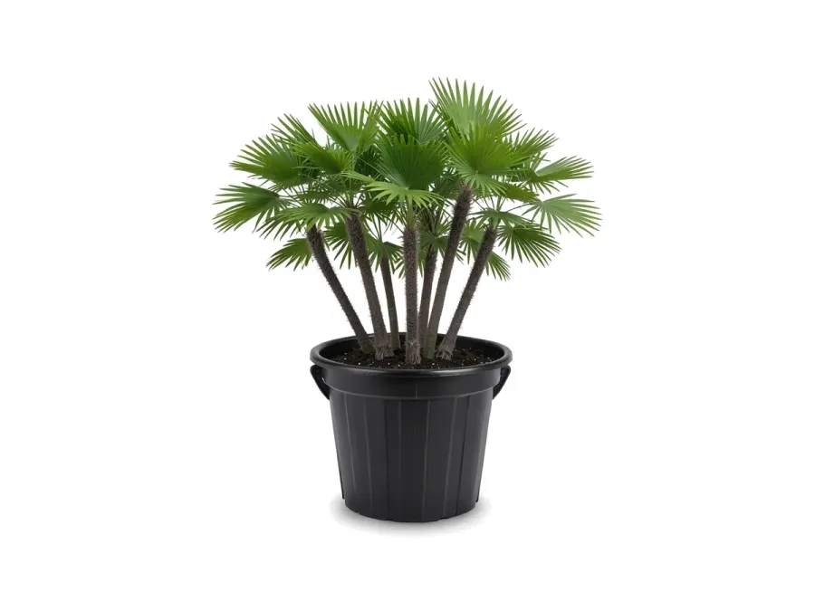 Paurotis Palm