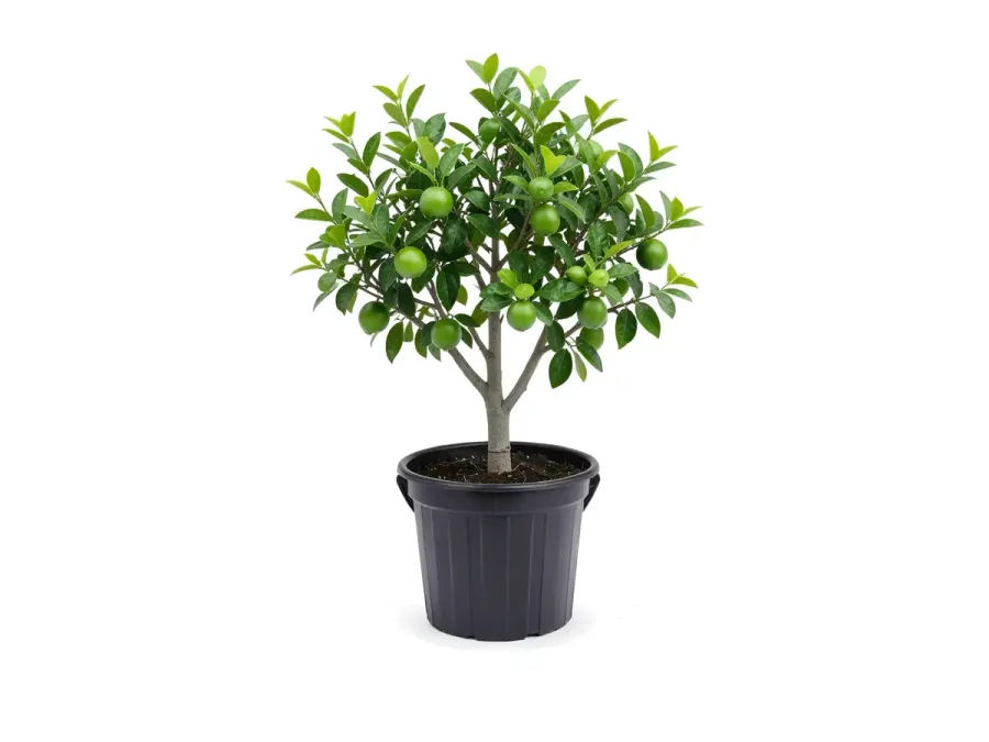 Persian Lime Tree