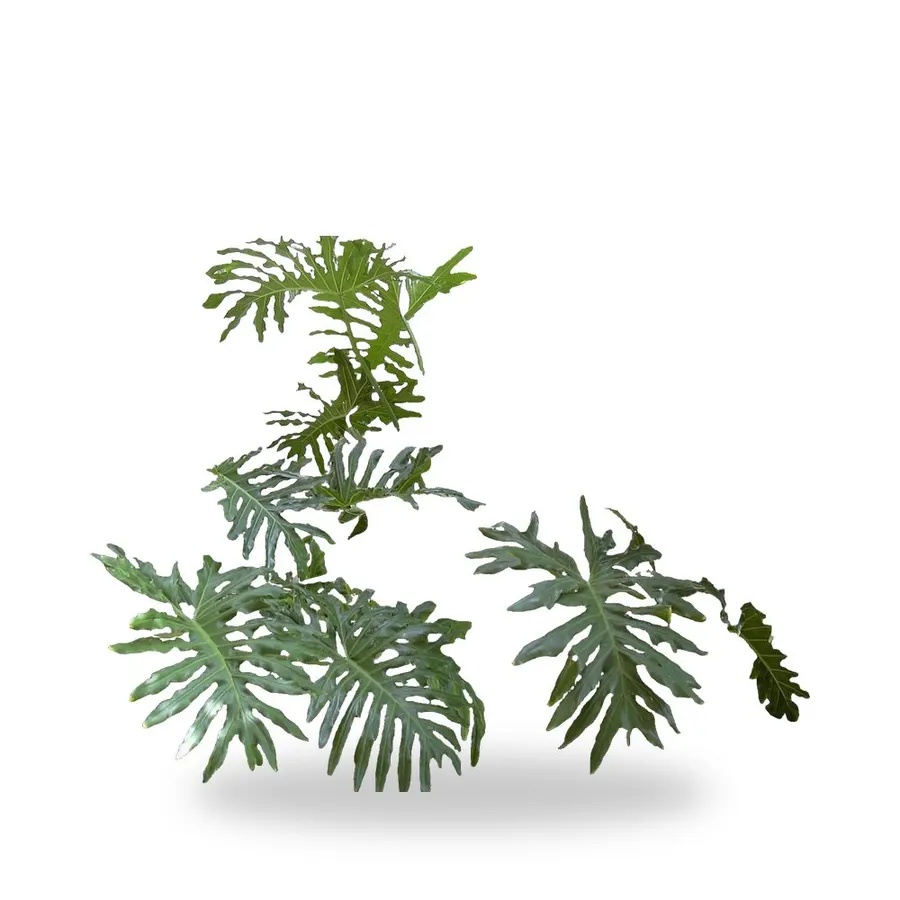 Philodendron & Monstera