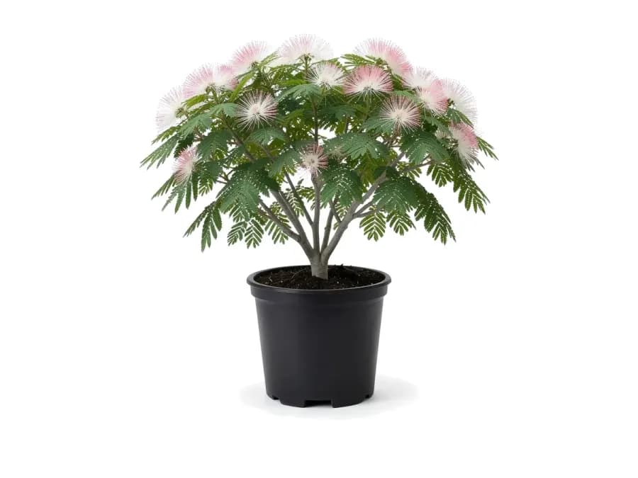 Pink Powderpuff