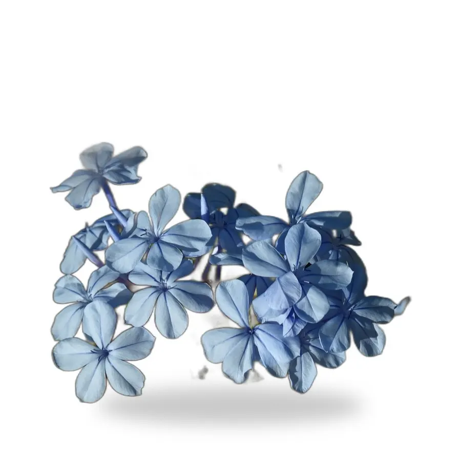 Plumbago