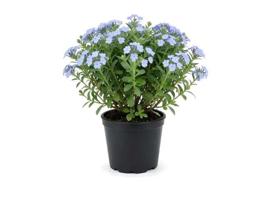 Plumbago