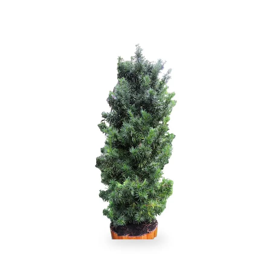 Podocarpus