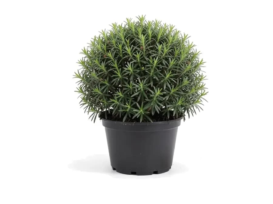 Podocarpus